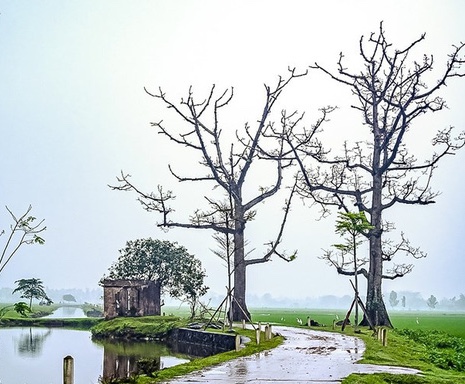 Về đi em, hoa gạo t&agrave;n rồi-Tản văn của Vũ Thị Minh Huyền (H&agrave; Nội)