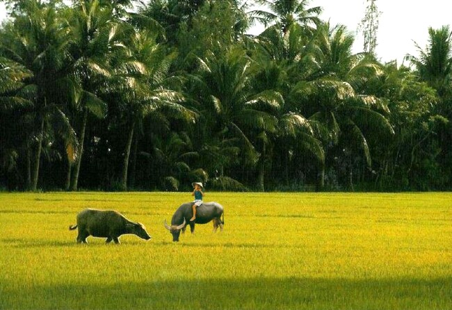 Chùm thơ của Nguyễn Vĩnh Bảo (Tp. Hồ Chí Minh).