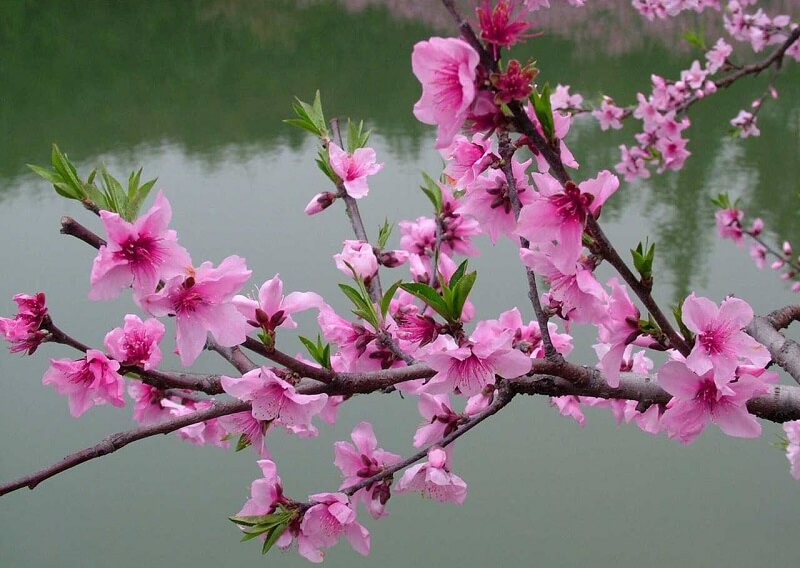 Bờ m&ocirc;i đỏ m&ugrave;a Xu&acirc;n - Ch&ugrave;m thơ đầu năm của Th&aacute;i L&acirc;n (Quỳ Hợp/ Nghệ An)