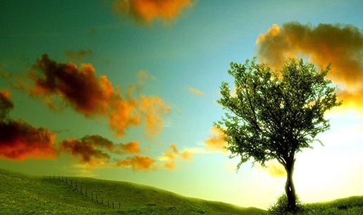 Thơ về m&ugrave;a Hạ của Đinh Vương Khanh (Nghệ An)