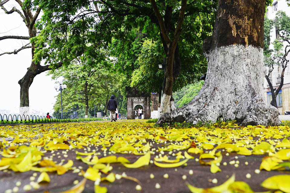 Tháng Tám - mùa Thu. Tản văn của Băng Sơn (Quảng Ninh)