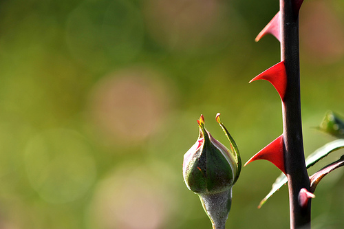 Chuyện vụn về tình yêu của Nguyễn Quang Tình   